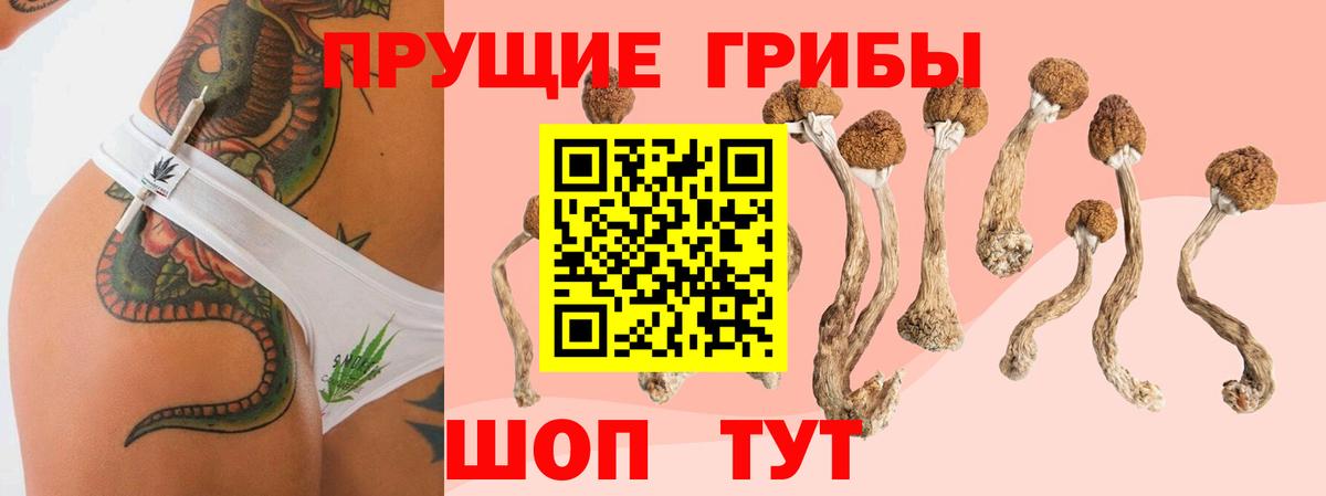 Галлюциногенные грибы Psilocybe Гудермес